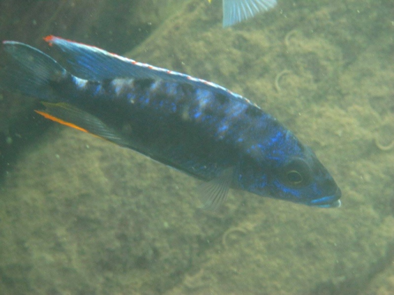 Otopharynx cf. lithobates 'Maleri Island'